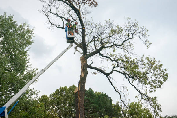 Trusted Lincolndale, NY Tree Services Experts