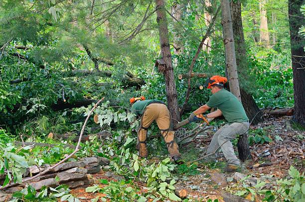  Lincolndale, NY Tree Services Pros