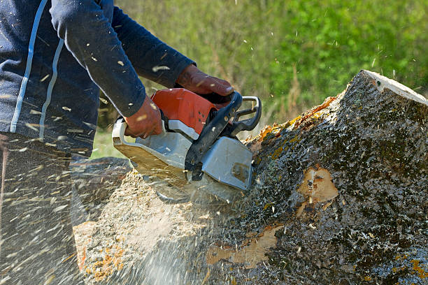 How Our Tree Care Process Works  in  Lincolndale, NY
